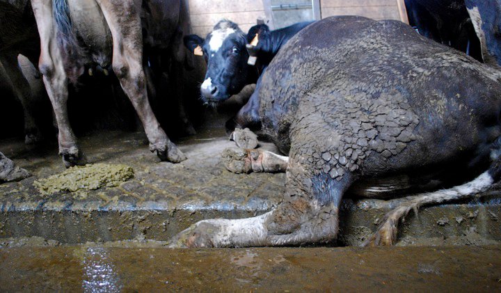 Igualdad Animal muestra la realidad de la industria láctea 7