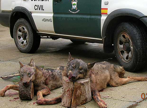 El Senado solicita al Gobierno que autorice la caza del lobo al Sur del Duero 1