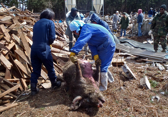 Cerda que apareció enterrada por el tsunami en las tareas de limpieza de una granja de cerdos en Oriase