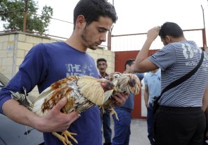 Antonio, "dueño" de los gallos de pelea, cariacontecido, tras recuperar algunos de sus gallos. :: NACHO GARCÍA / AGM