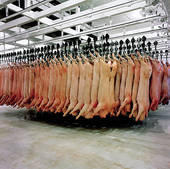 Artículo de Marc Bekoff sobre las recientes investigaciones de Igualdad Animal en granjas de cerdos 7 Cerdos en matadero