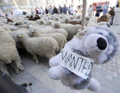 Utilizan ovejas y cabras en una protesta para promover la matanza de lobos 2 Ganaderos promueven la matanza de lobos