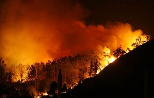 Bosque incendiado en Fragas do Eume Foto: Europa Press/ PLATAFORMA FRAGAS DO EUME