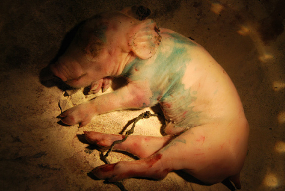 conoce nuestra investigación en granjas de cerdos