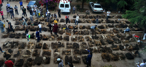 Perros rescatados de camino al matadero en China