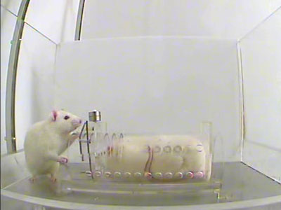 Las ratas sienten empatía y son solidarias 5