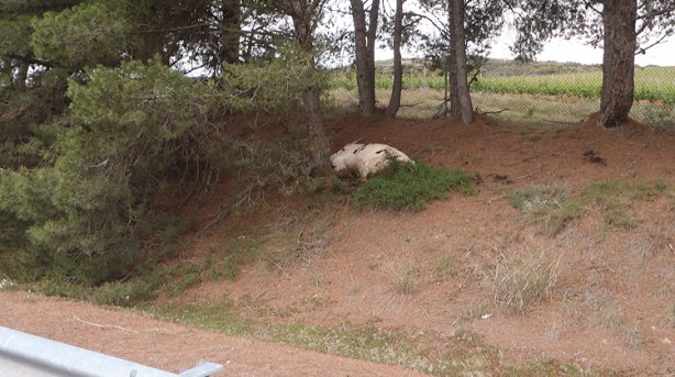 Se fugan juntos y acaban abatidos a tiros 5