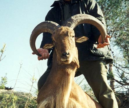 Cadáver de arrui mostrado por un cazador