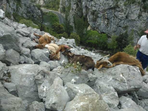 Cabras muertas al otro lado del desfiladero