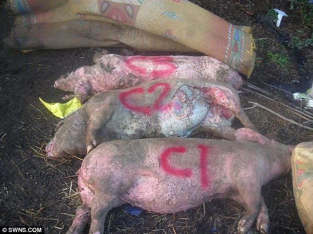 Granjero acusado de abandonar a varios perros entre cadáveres de otros animales 2