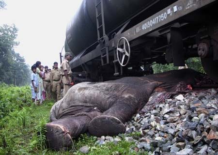Según el informe de Elephant Task Force del 31 de agosto de 2010, 150 elefantes han muerto en accidentes ferroviarios en India desde 1987.