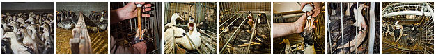 Galería fotográfica en Flickr