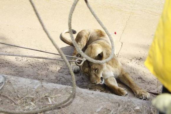Simba abatida por los dardos tranquilizantes