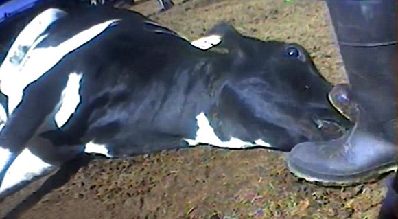 Un operario trata de asfixiar a una vaca pisándole la boca y la nariz