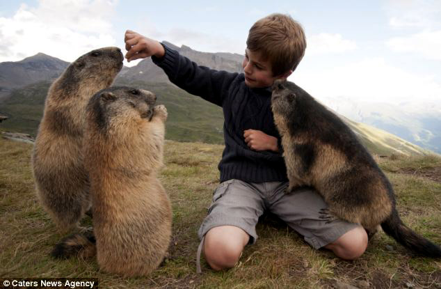 Niño y marmotas se relacionan y sienten curiosidad