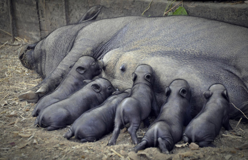 Palma alimentando a sus 6 bebés