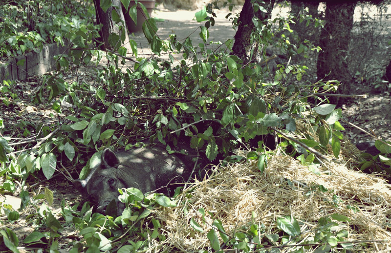 Palma esperando la llegada de sus bebés