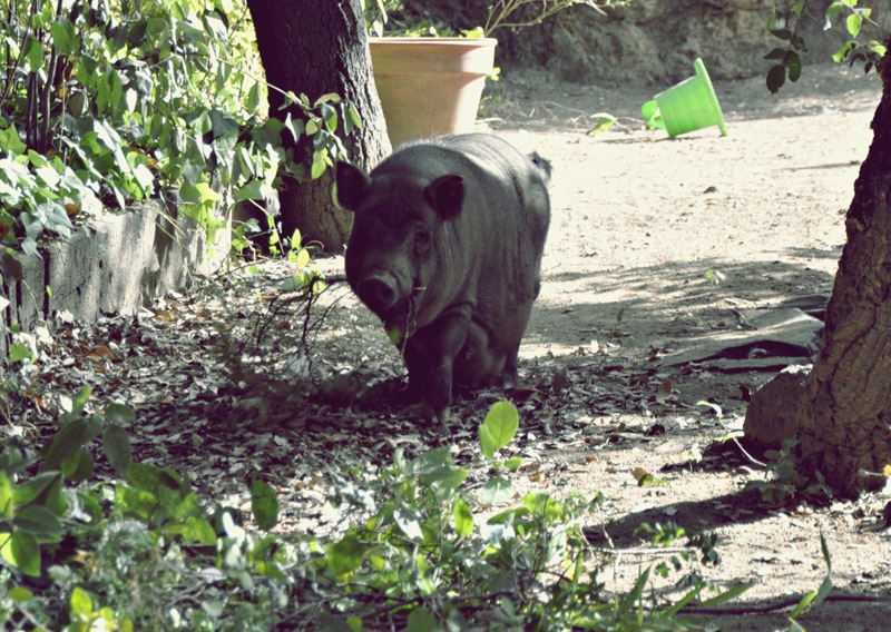 Palma recoge ramitas para preparar el lecho en el que dará a luz