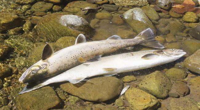 Salmones muertos por envenenamiento
