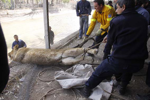 Simba es arrastrada por los operarios del parque