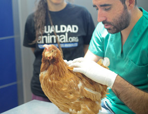 Veterinario atiende a gallinas rescatadas por Igualdad Animal