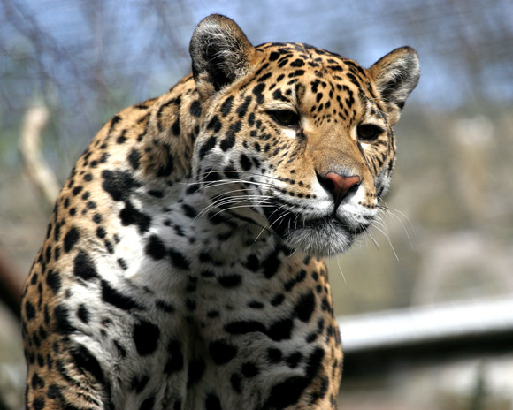 Jaguar