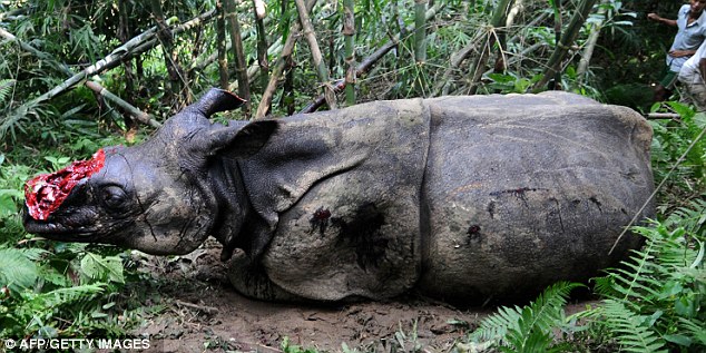Herido por las balas y mutilado, el rinoceronte no puedo sobrevivir