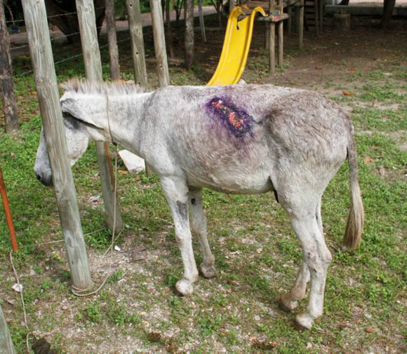 Uno de los burros heridos
