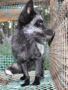 ¡Firma para que Second Female deje de comerciar con pieles! 6