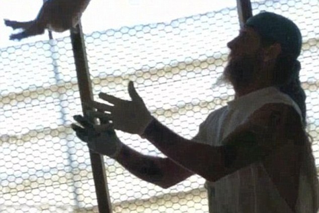 Uno de los empleados lanzando al aire a un cerdo bebé