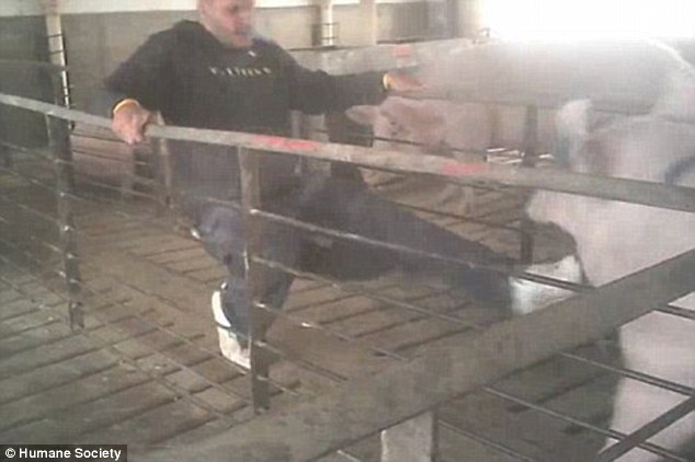 Un empleado de la granja investigada golpeando a uno de los cerdos