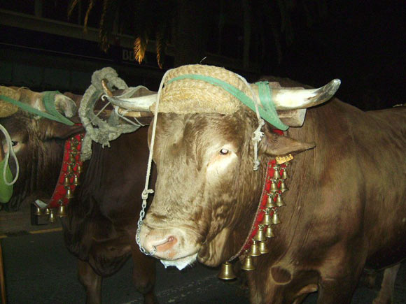Cabalgata de Reyes en Santa Cruz de Tenerife | Foto enviada por Raquel A.