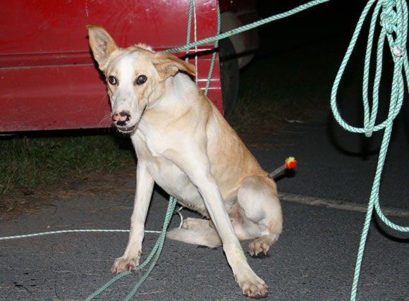 Dardos tranquilizadores permiten la captura de los perros con total seguridad