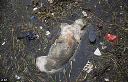El cadáver de un cerdo flota entre desperdicios en el río