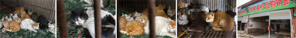 Comercio de carne de gato en FuXing (Taiping)