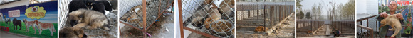 Granja de perros de Jiaxiang