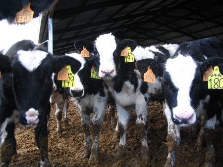 ¿Qué nos dirían los animales de granja si pudieran hablar? 3