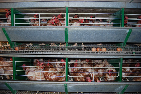 ¿Qué nos dirían los animales de granja si pudieran hablar? 4