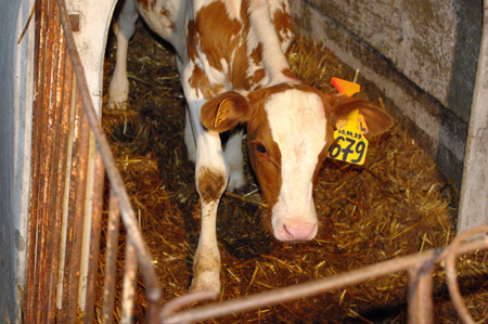 ¿Qué nos dirían los animales de granja si pudieran hablar? 7