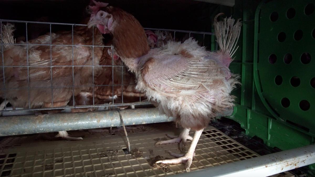 Huevos de gallinas enjauladas, cuando toda tu vida es una jaula de alambre 2
