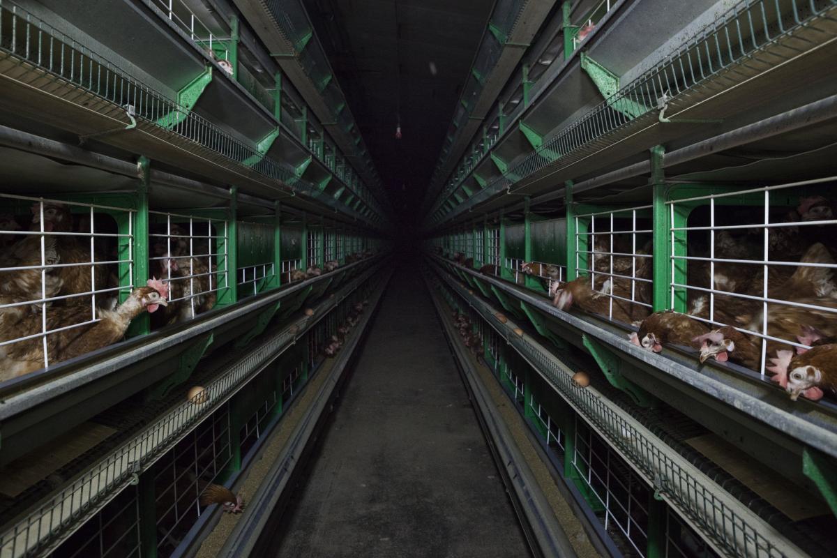 Huevos de gallinas enjauladas, cuando toda tu vida es una jaula de alambre 3