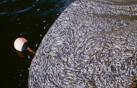 Peces_en_red_de_pesca_industrial