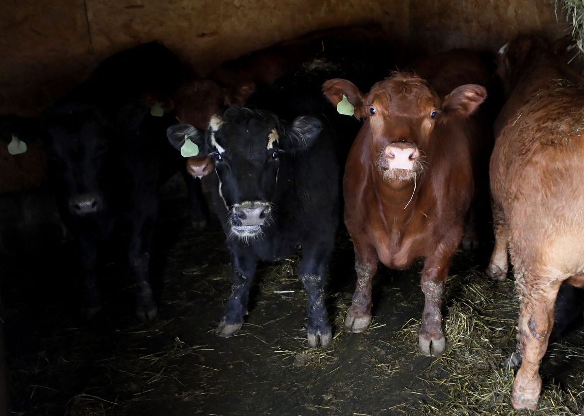 Chico, el toro que junto a sus cinco compañeros escapó del matadero y luchó por su libertad 8