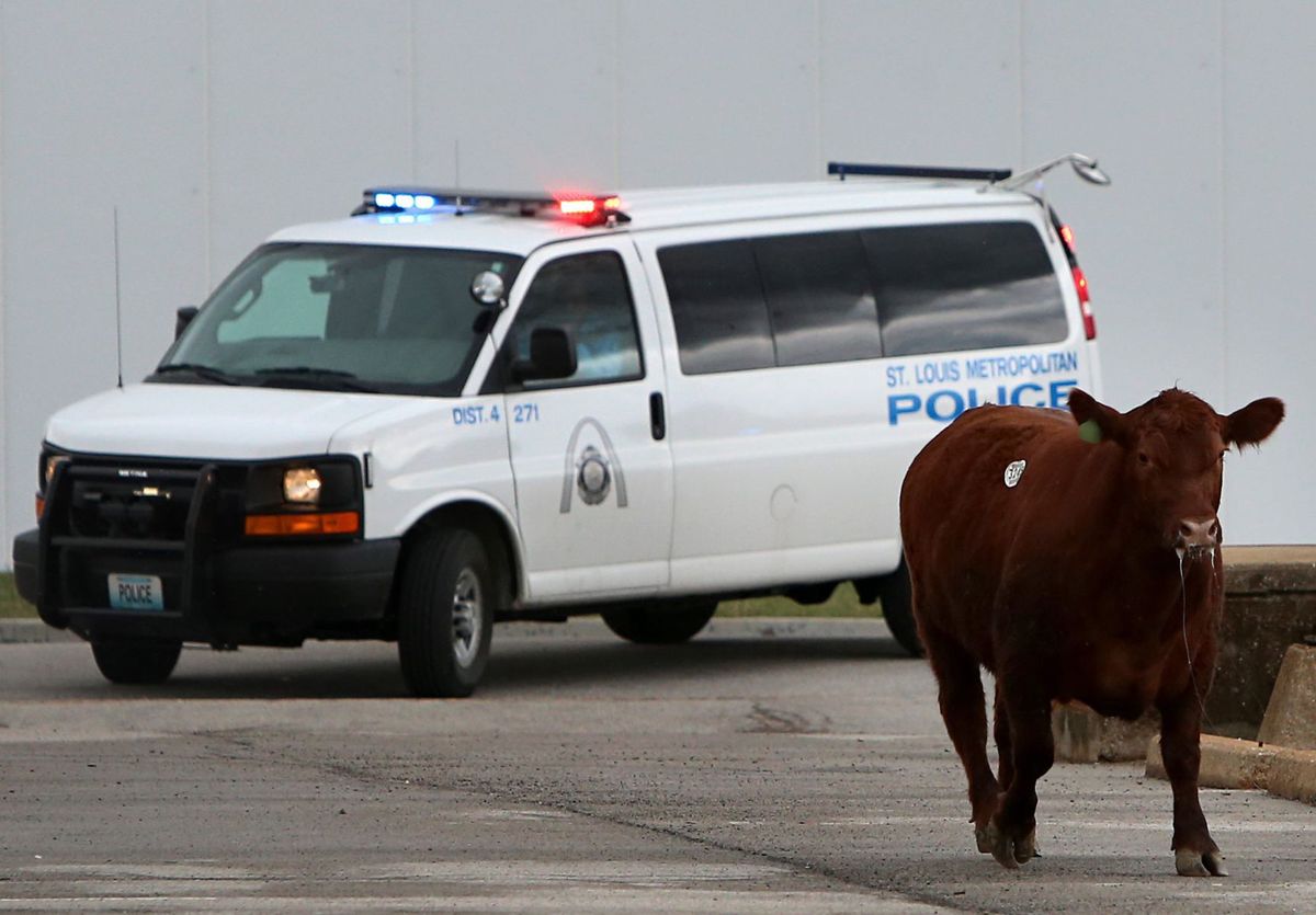 Chico, el toro que junto a sus cinco compañeros escapó del matadero y luchó por su libertad 7