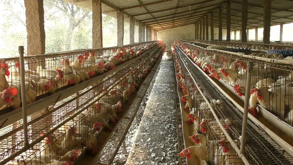 Resultado de imagen para granjas de gallinas .igualdad animal