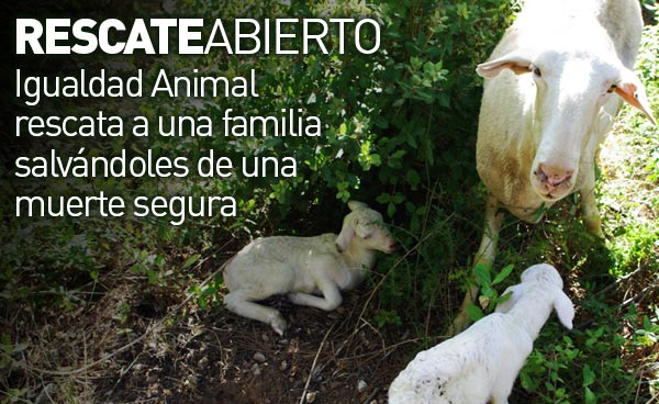 Nuevo Rescate Abierto: Igualdad Animal rescata a una familia 1