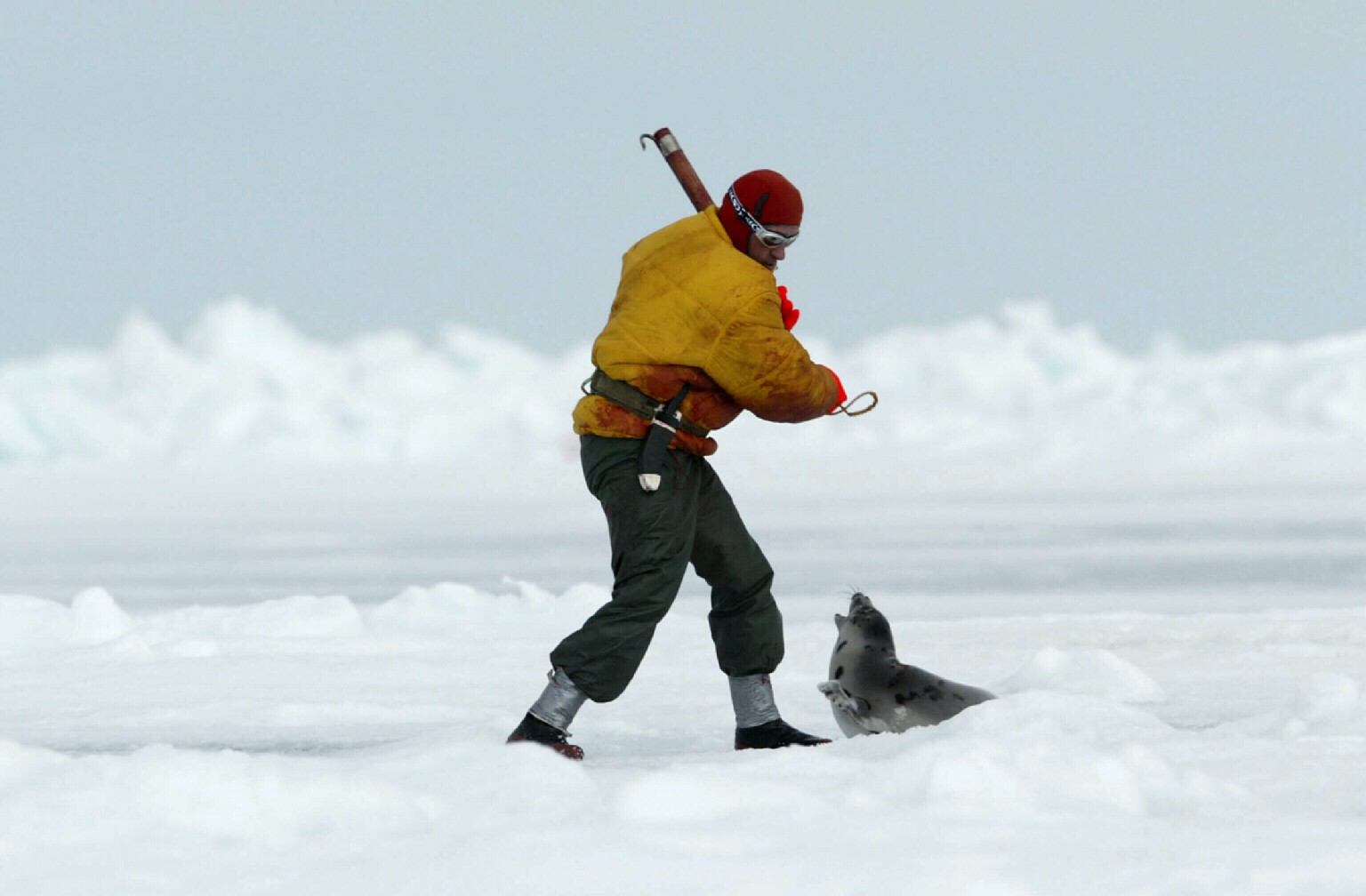 Opiniones de caza de focas
