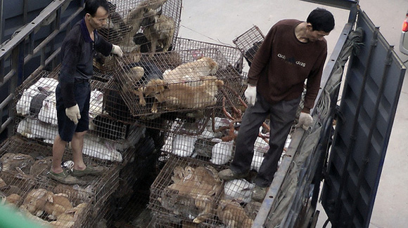 Descarga de perros en mercado de Dali (China)