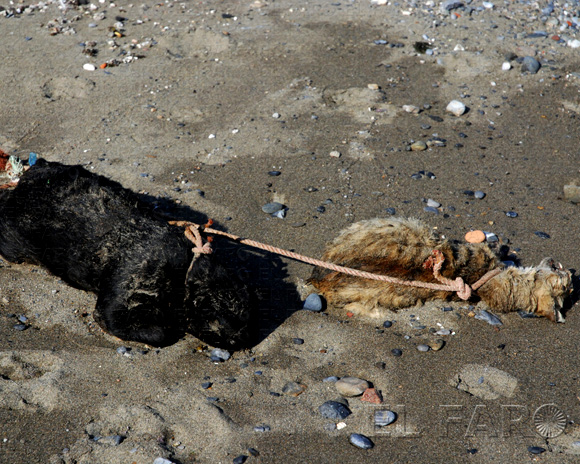 Dos gatos ahorcados en una playa de Ceuta | Foto: El Faro Digital