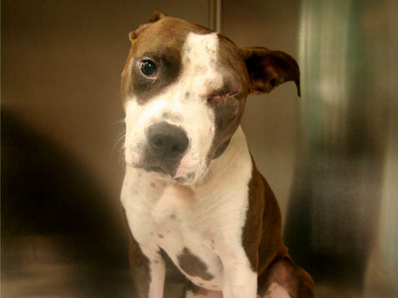 Star ha perdido su ojo y parte de audición debido al disparo